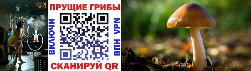 закладка  Маркс  Галлюциногенные грибы мицелий 