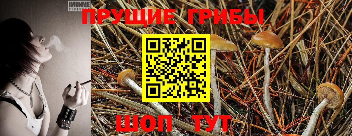 Псилоцибиновые грибы прущие грибы Маркс